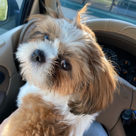 Meet your Posher, Marla - Picture 5 of 9